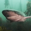 Cow shark near Cape Town, South Africa. Photo by Aaron Gekoski