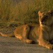 Walking With Lions in Mauritius