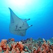 Giana manta rays in Hawaii. Photo by John Haut, Kona Divers