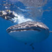 Snorkeling with whale sharks near Cancun. Photo by Cancun CVB