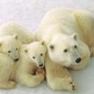 Female polar bear and her cubs near Churchill, Manitoba. Photo by Travel Manitoba