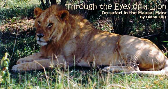 Through the eyes of a lion