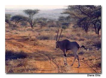 gazelle at Maasai Mara