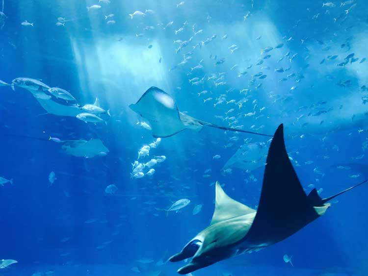 Swimming with stingrays at Stingray City in the Cayman Islands.