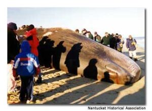 A Whale of a Good Time in Nantucket