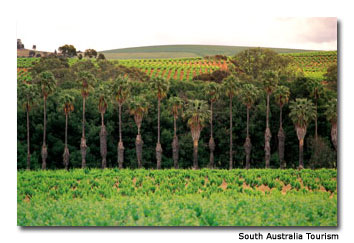 The Barossa Valley is one of Australia’s top wine-producing regions.