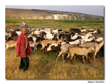 A young boy tends his family’s goats.