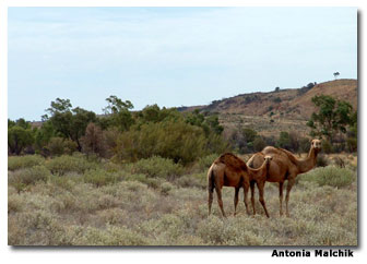 Arab men brought camels from Afghanistan to work in themerciless Outback. Once both men and camels had finished building the cross-country railroad, the camels were set loose and now roam wild.