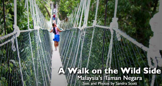 One of the world's longest canopy walks is in Taman Negara National Park.