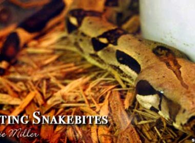 How to treat a snakebite