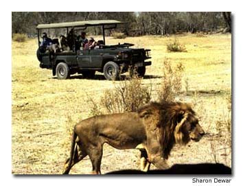 Travelers on safari get up close and personal with a male African lion in Botswana’s Moremi Reserve.