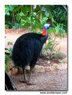 cassowary