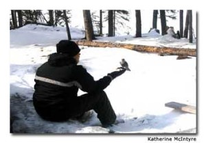 A Cree boy feeds bannock crumbs to a gray jay.