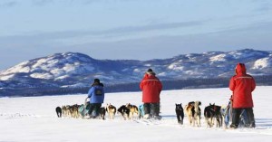 Dog Sledding in Canada