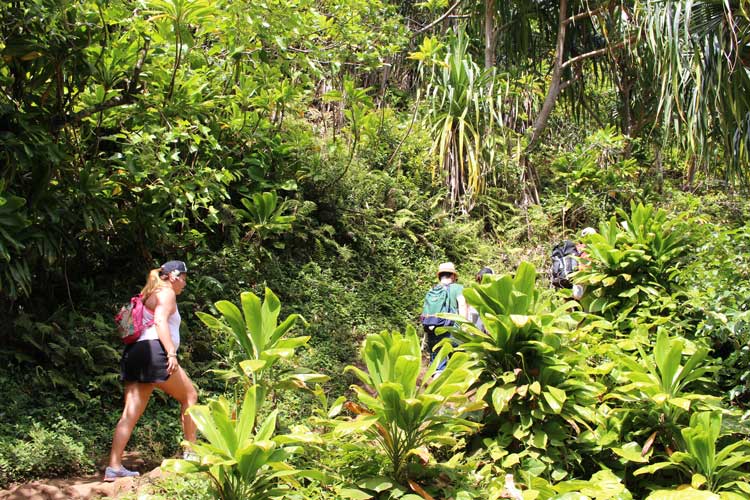 Ziplining and Hiking on the Island of Kauai Hawaii 