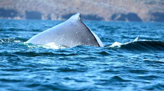 Ruttanai Whale in the Galapagos Islands