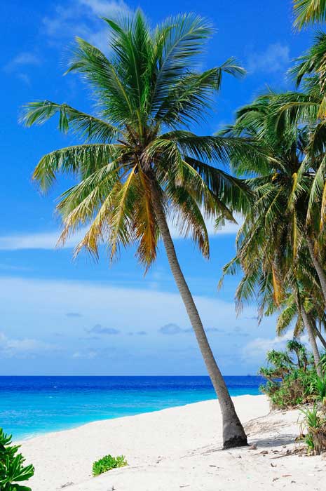 Coconut tree in the BVI