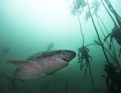 cow-sharks-3 Cow shark near Cape Town, South Africa. Photo by Aaron Gekoski