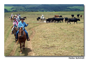 Participants in Parker Ranch horseback-riding tours encounter lots of domesticated cattle.