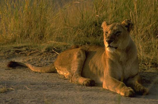 Lioness in Africa