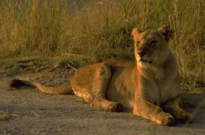 Walking With Lions in Mauritius