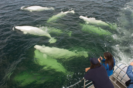 Beluga whales in Hudson Bay. Photo by Travel Manitoba