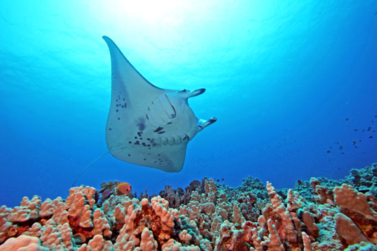 Giana manta rays in Hawaii. Photo by John Haut, Kona Divers