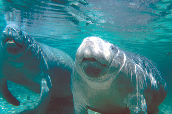 Manatees frequent the waters by Citrus County, Florida. Photo by Citrus Country CVB