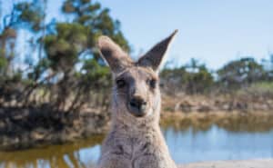 Go Wild on KI: Australia’s Kangaroo Island