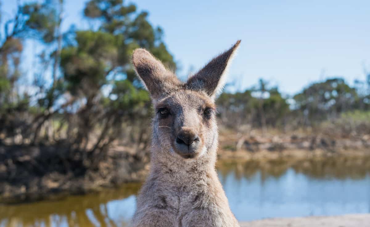 Kangaroo is camera ready in Australia