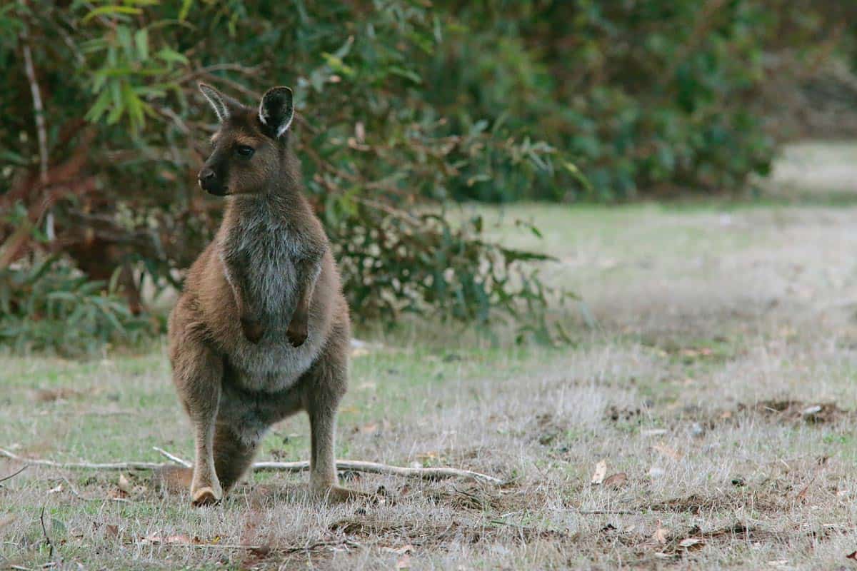 Bucket List Idea #14: Australia