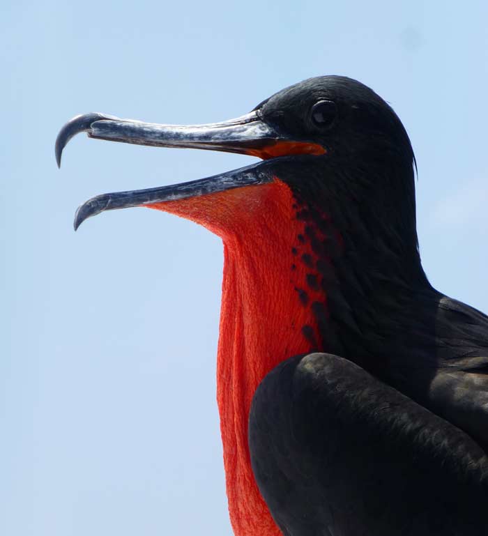 Red-Throated Frigate bird in Galapagos