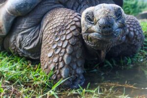 Galapagos Islands: A Stay at Caleta Iguana Hotel on Isabela Island