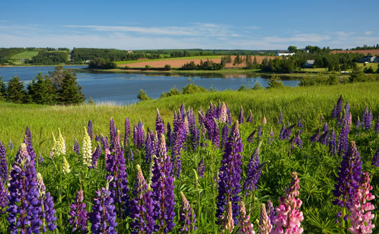 Prince Edward Island is the smallest of Canada's provinces. 