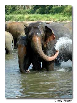 Elephants reproduce at the orphanage and are well cared for.