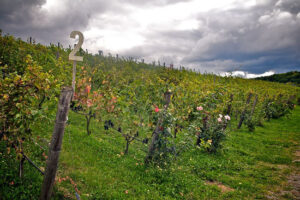 Video: Wineries of Ontario, Canada’s Niagara Peninsula