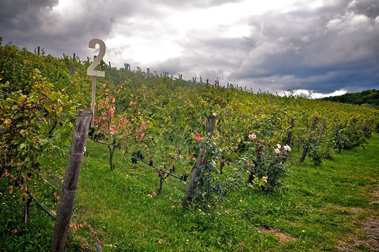 Ontario winery. Flickr/Michael Pick