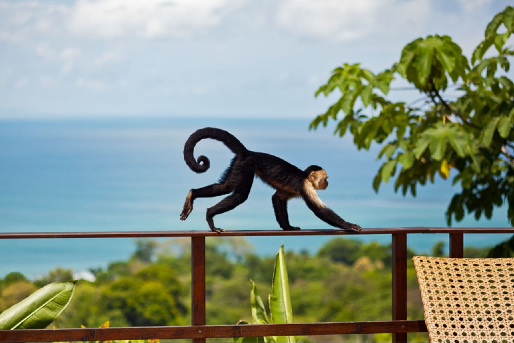 Capuchin monkey in Costa Rica's Osa Peninsula. Photo by Teri K. Miller