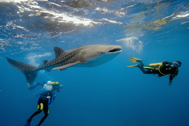 A curious whale shark checks out some divers.