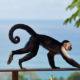 Costa Rica capuchin monkey
