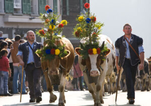 Désalpe is a beloved festival tradition in Switzerland. Photo by La Gruyere Tourism