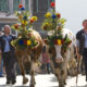 Désalpe is a beloved festival tradition in Switzerland. Photo by La Gruyere Tourism