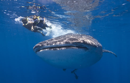 Snorkeling with whale sharks near Cancun. Photo by Cancun CVB