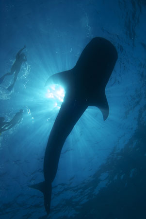 Feasting and birthing babies, these whale sharks come to Cancun every May through September.