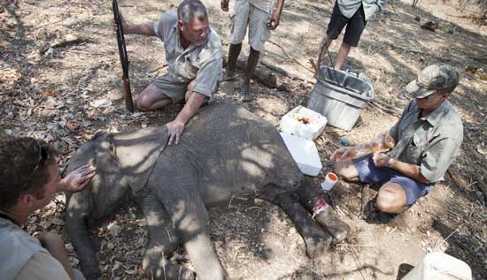 Removing a snare from a baby elephant. Photo by Aaron Gekoski