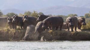 Way Ahead of the Game: Lower Zambezi National Park