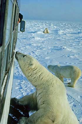 Getting up close and personal with polar bears near Churchill, Manitoba. Photo by Travel Manitoba