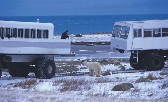 Special tundra vehicles allow visitors to view and photographs polar bears and other Arctic wildlife. Photo by Travel Manitoba