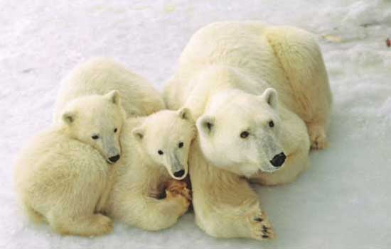 Female polar bear and her cubs near Churchill, Manitoba. Photo by Travel Manitoba