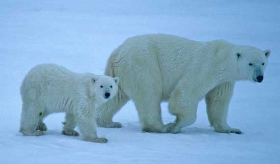 Polar bears can be observed in the wild near Churchill, Manitoba. Prime polar bear viewing time is October and November. Photo by Travel Manitoba. 